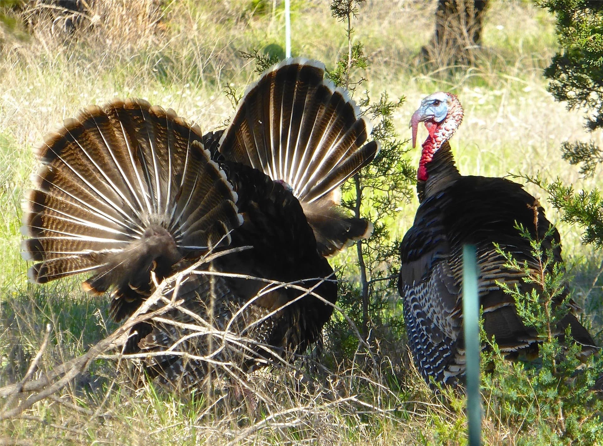2.01 acres in Palo Pinto County - photo 8