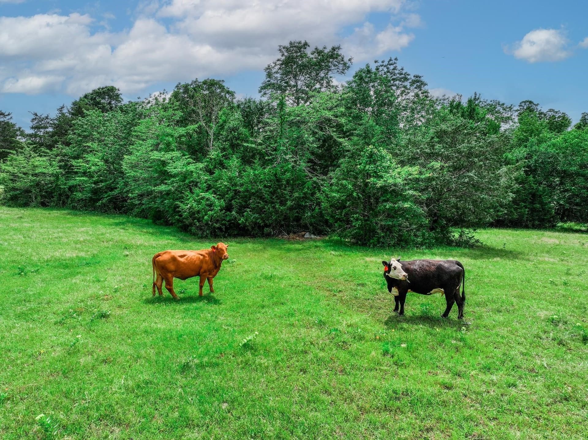 22 acres in Van Zandt County - photo 36