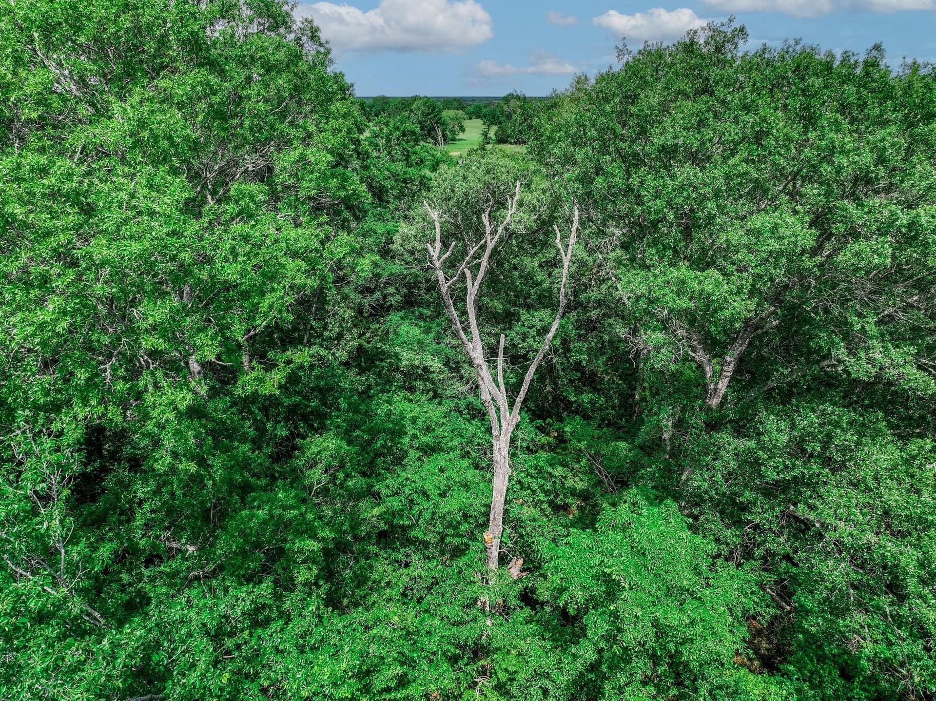 22 acres in Van Zandt County - photo 19