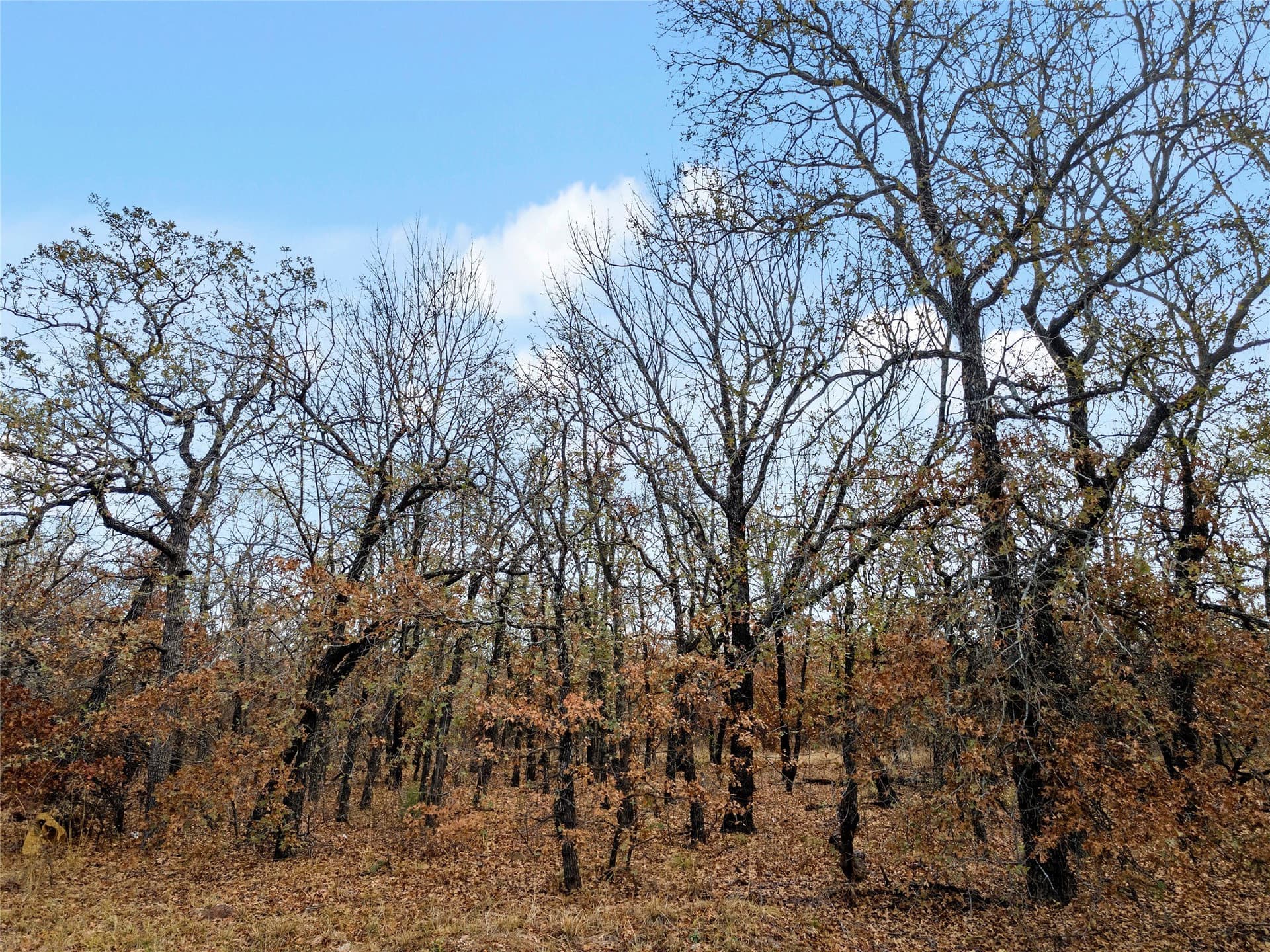 23.83 acres in Wise County - photo 30