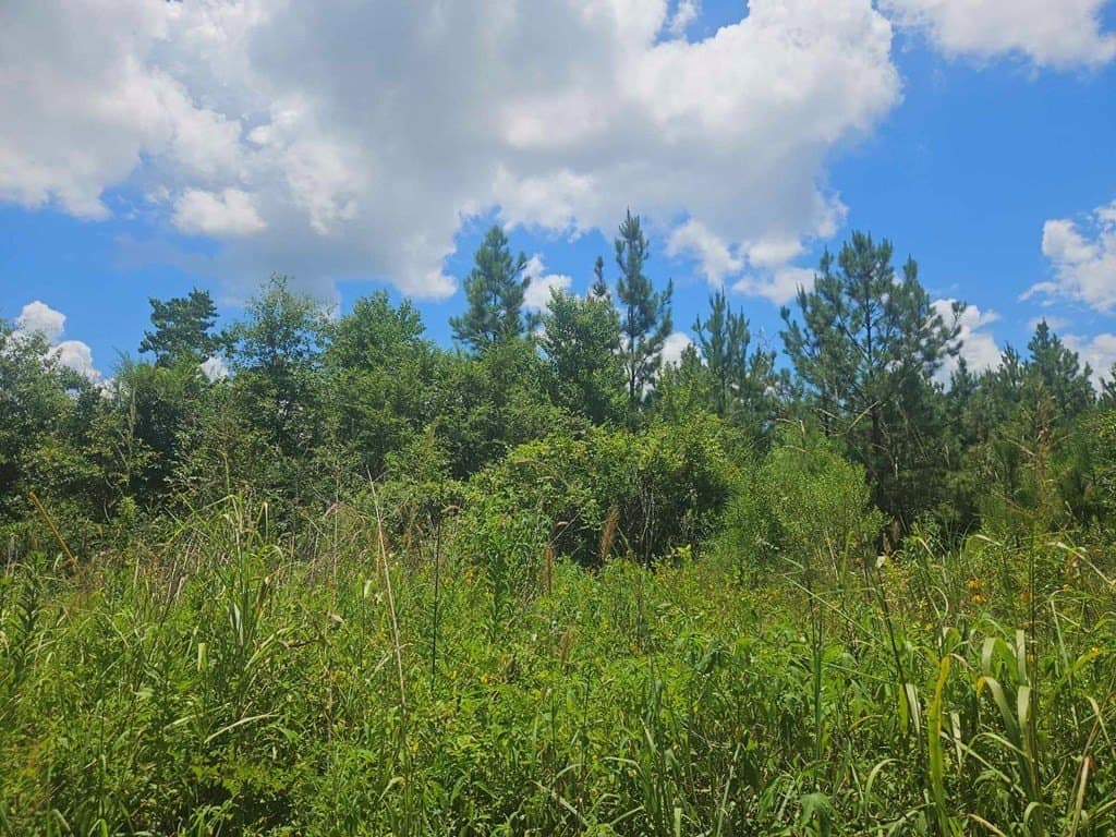 24.43 acres in Texas County gallery image 3