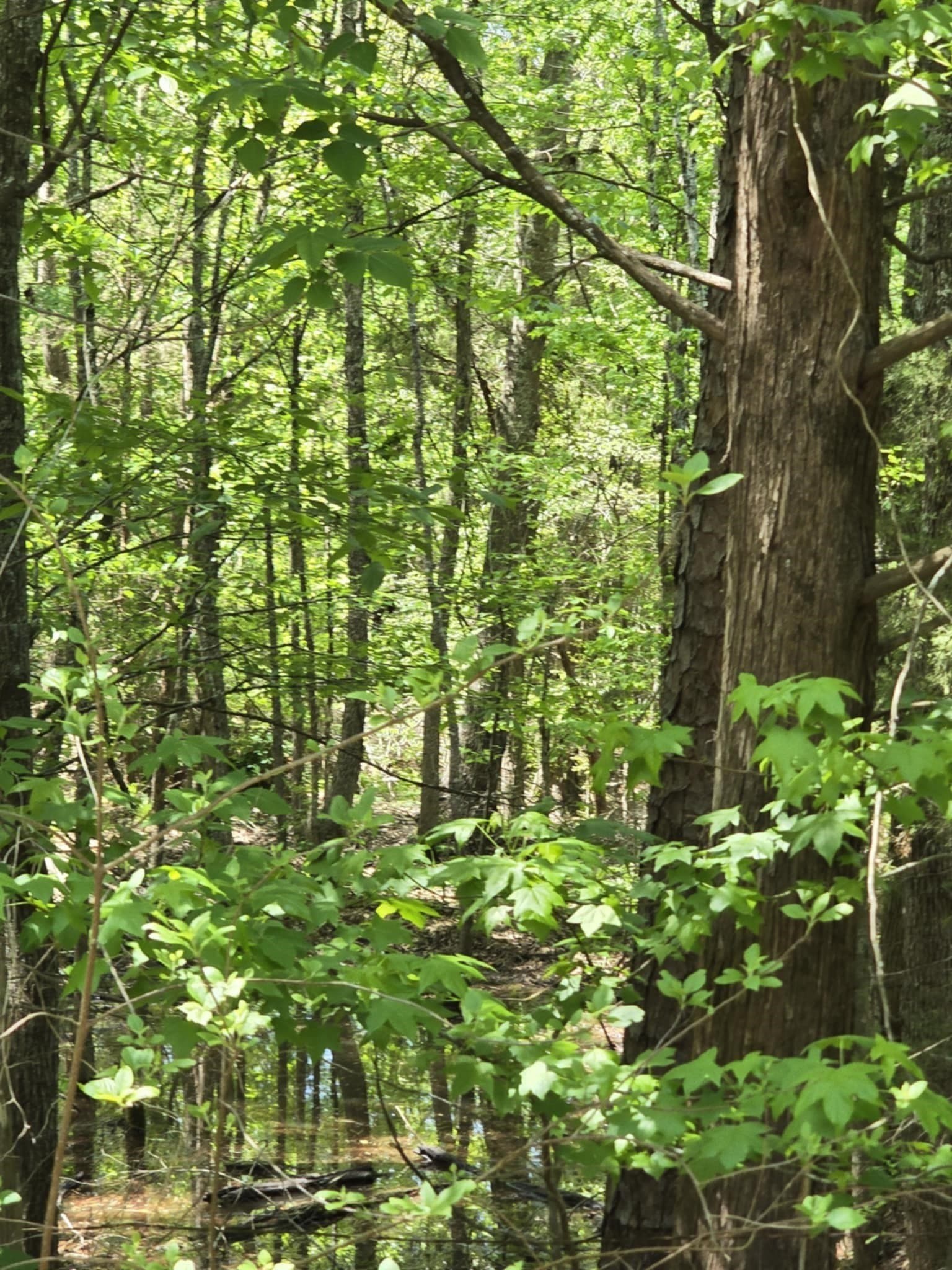 5 acres in Smith County - photo 2