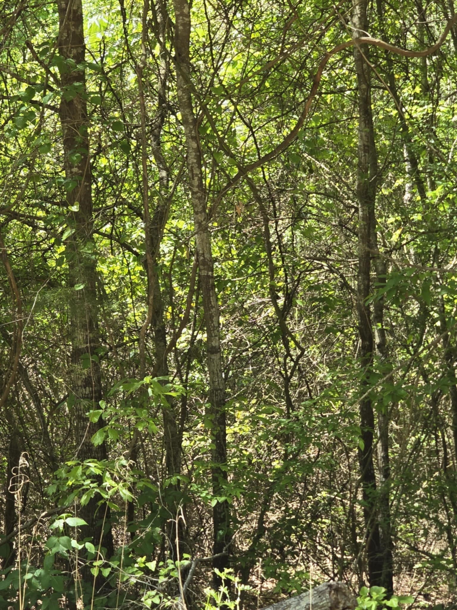 5 acres in Smith County - photo 6