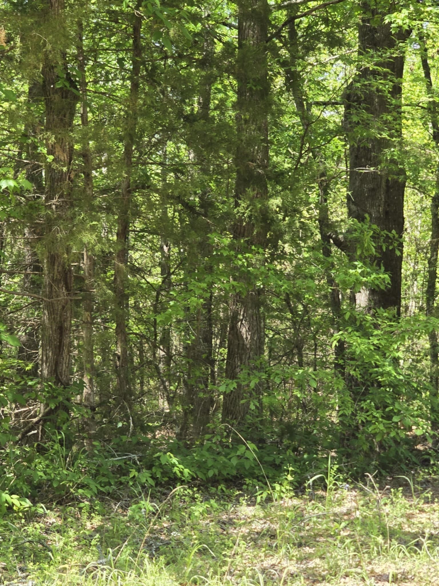5 acres in Smith County - photo 4
