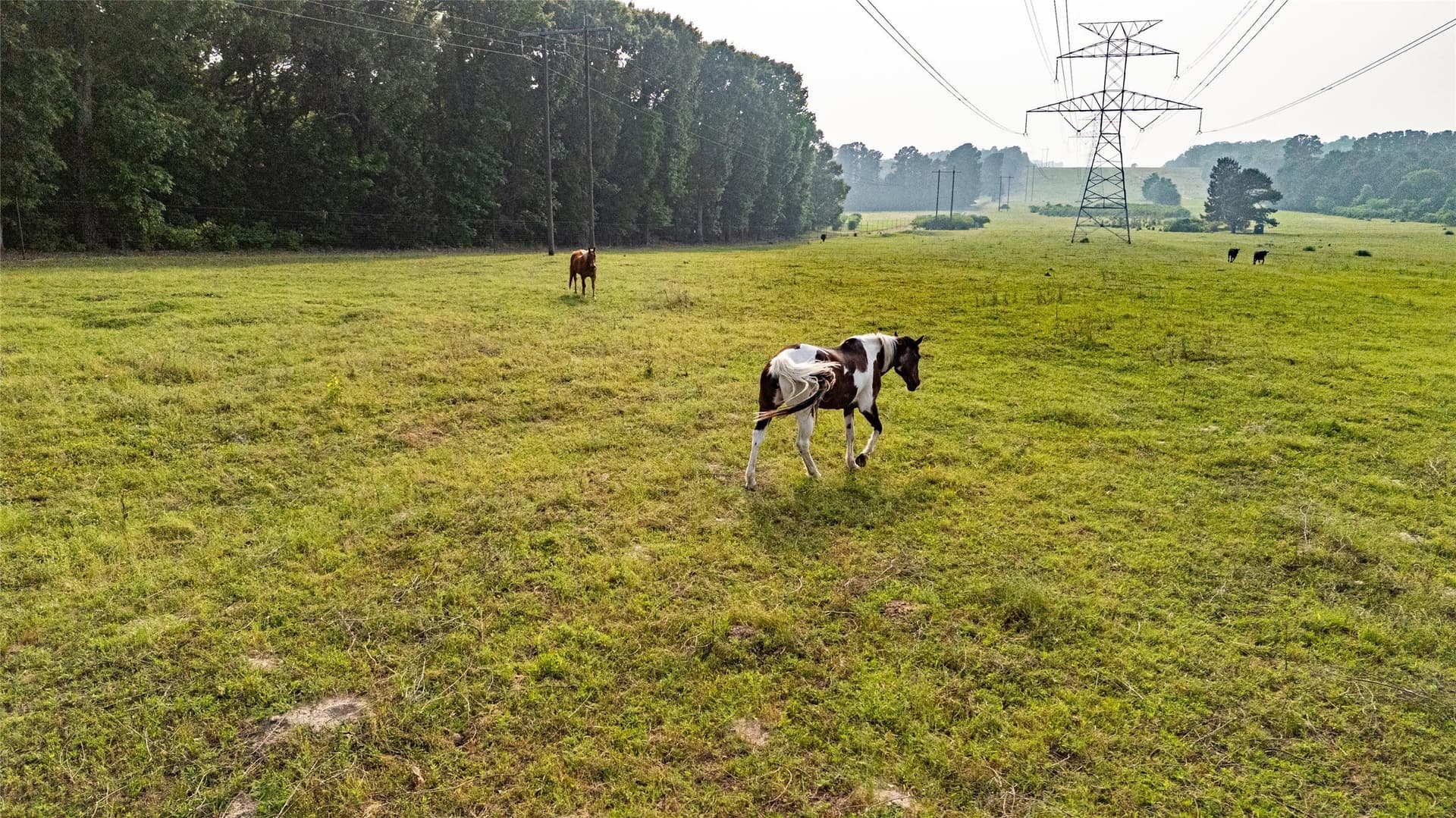 40 acres in Henderson County - photo 11
