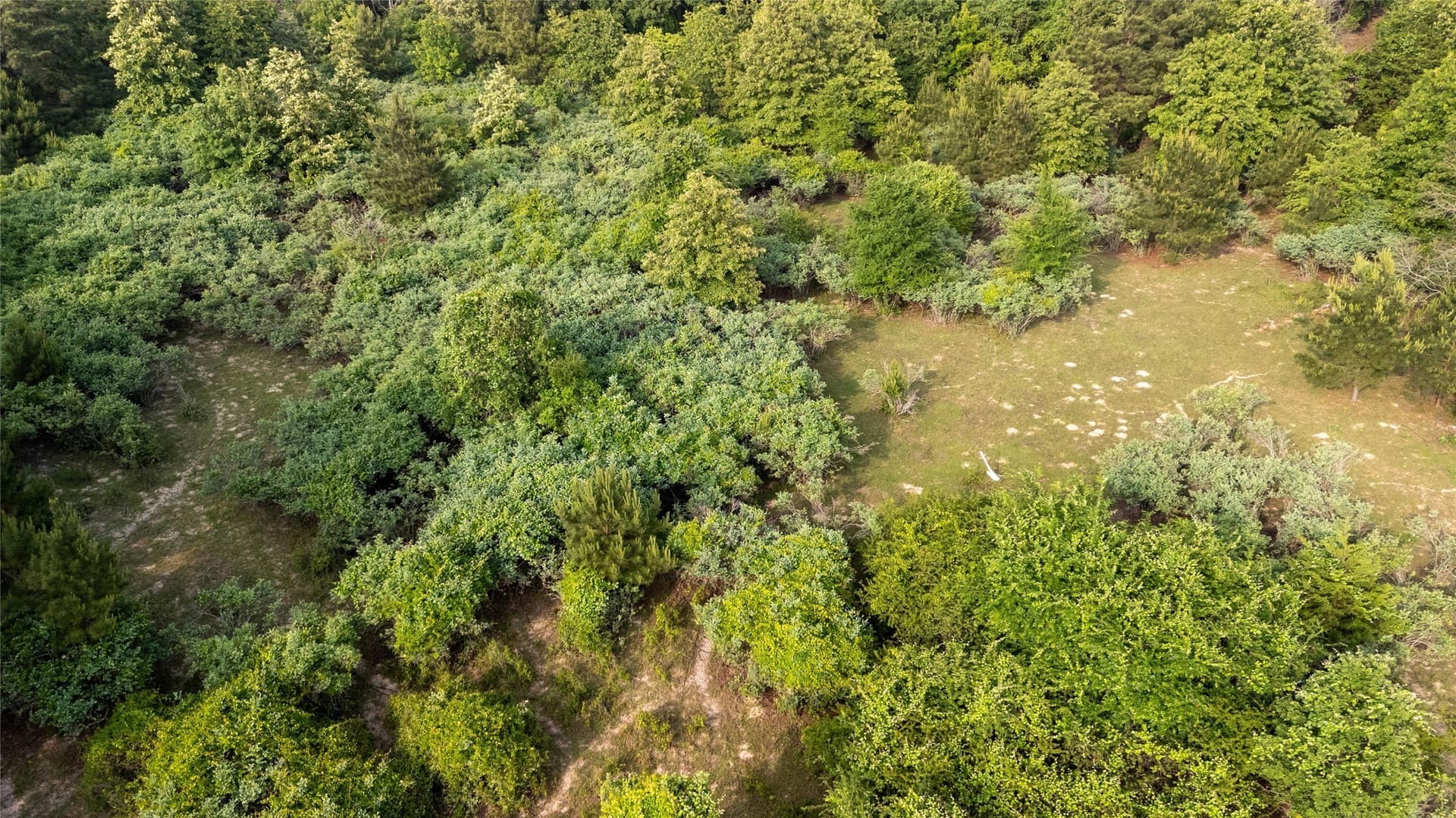 40 acres in Henderson County - photo 15