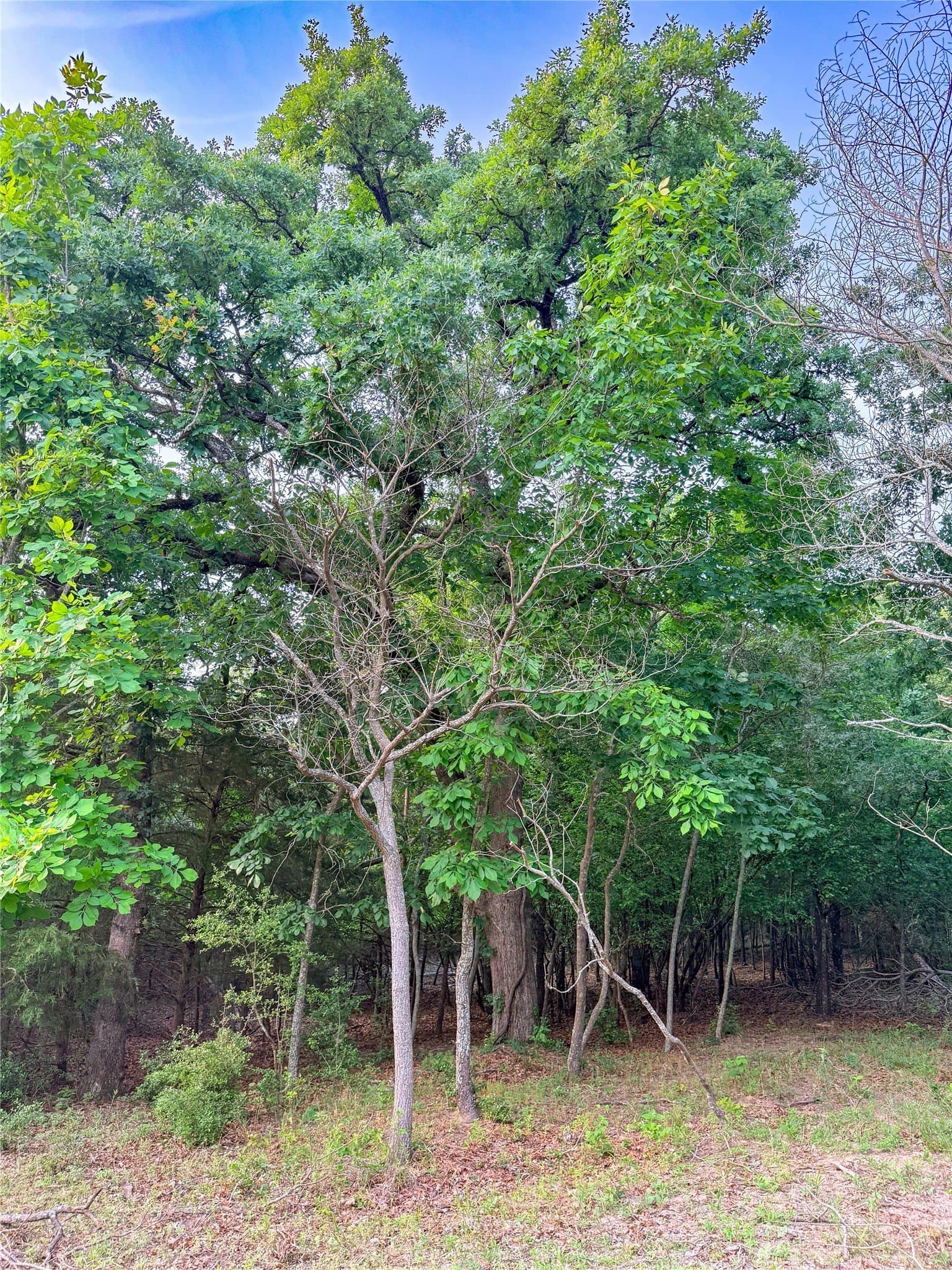 40 acres in Henderson County - photo 30
