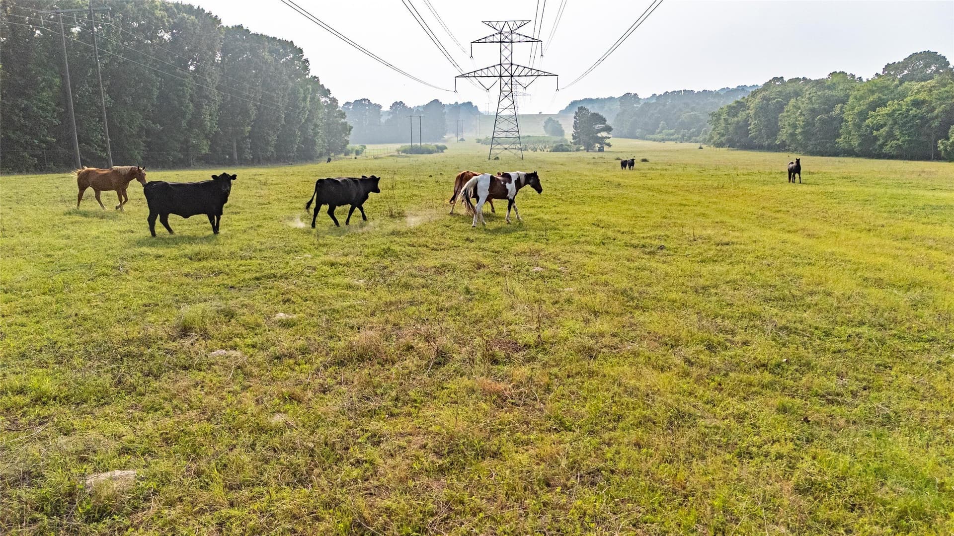 40 acres in Henderson County - photo 12