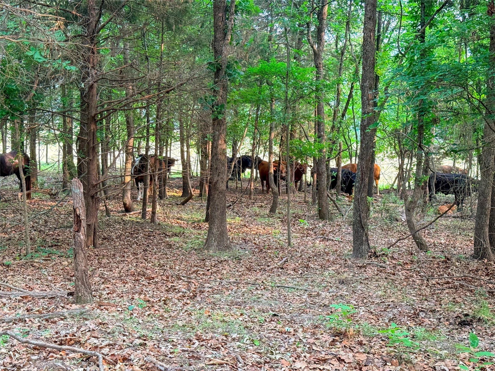 40 acres in Henderson County - photo 28