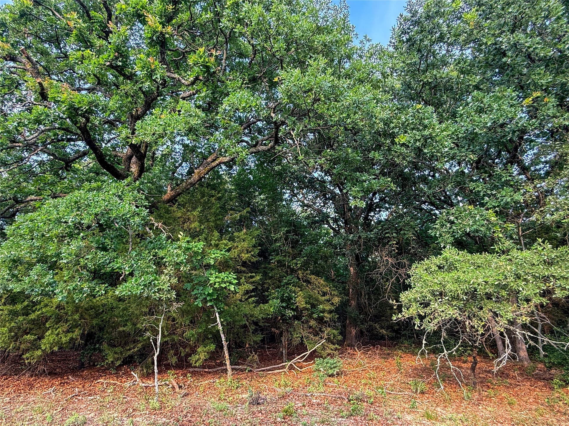 40 acres in Henderson County - photo 26