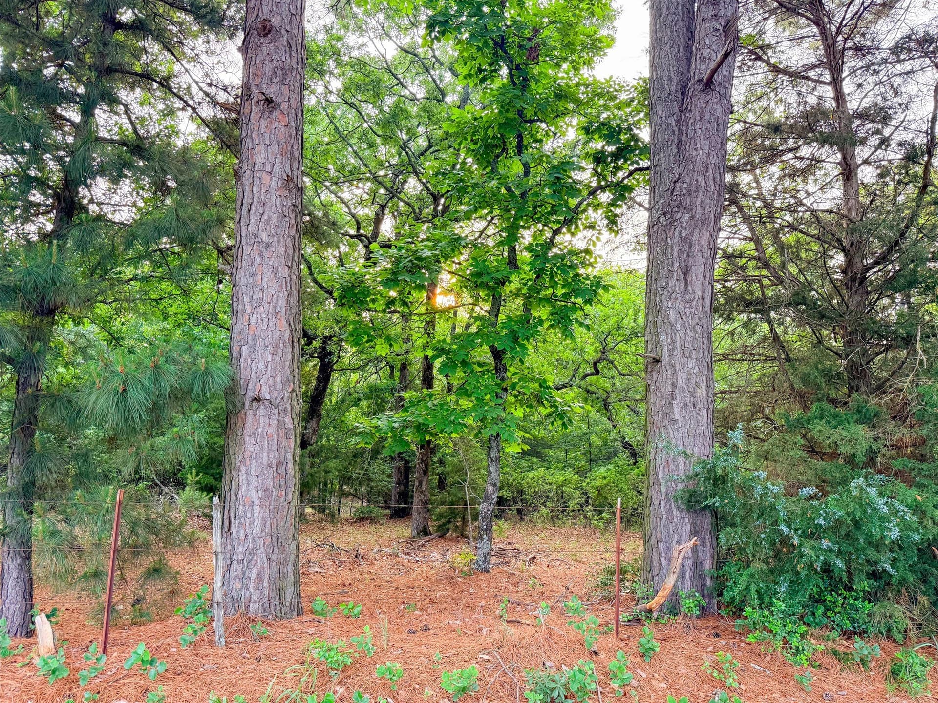 40 acres in Henderson County - photo 34