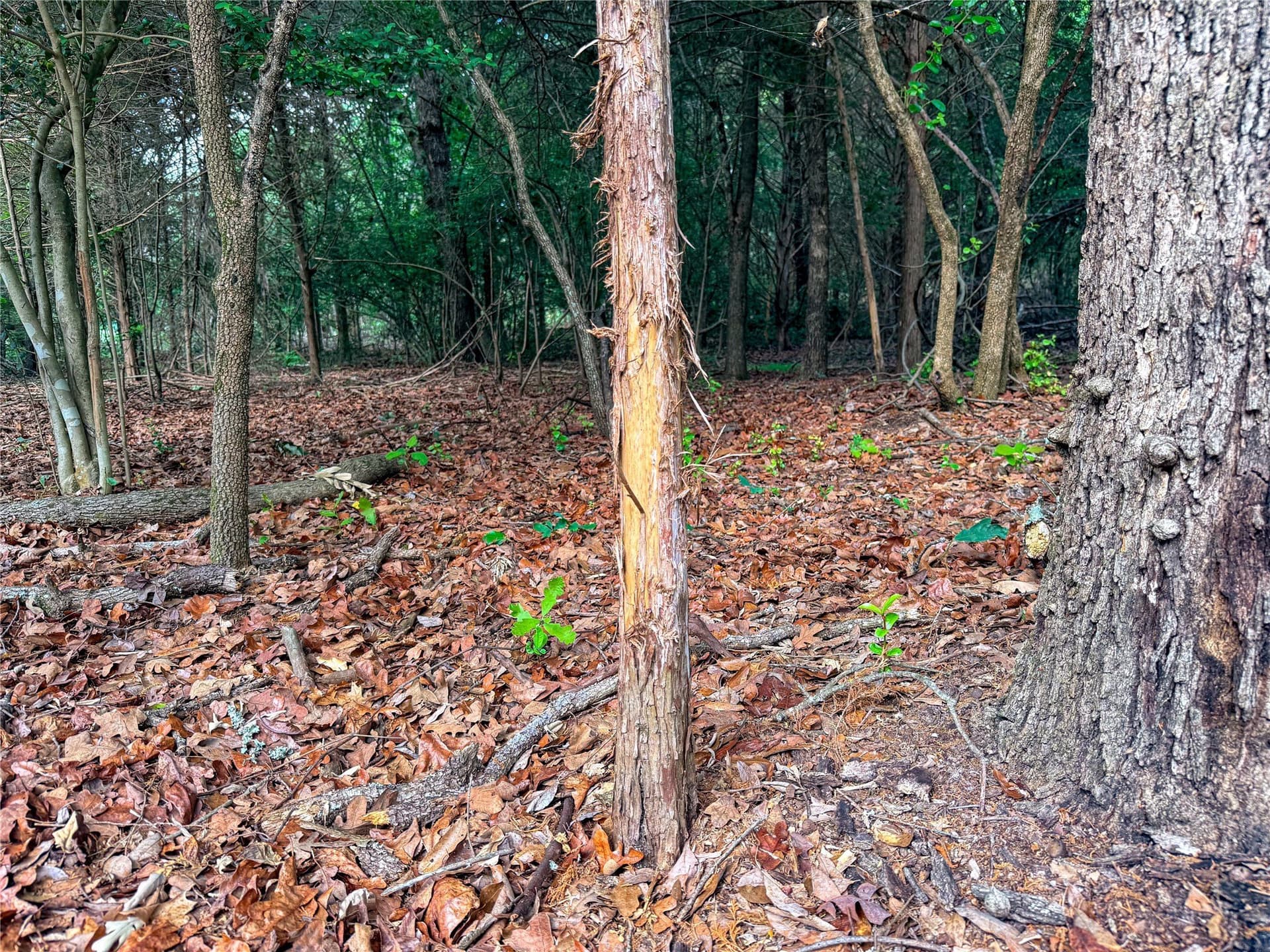 40 acres in Henderson County - photo 39