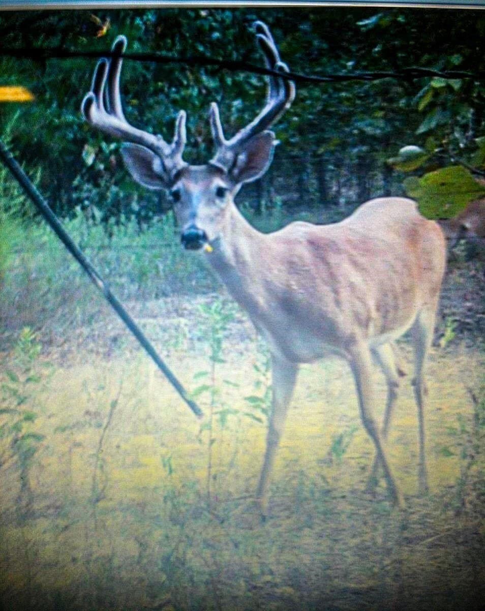 40 acres in Henderson County - photo 38
