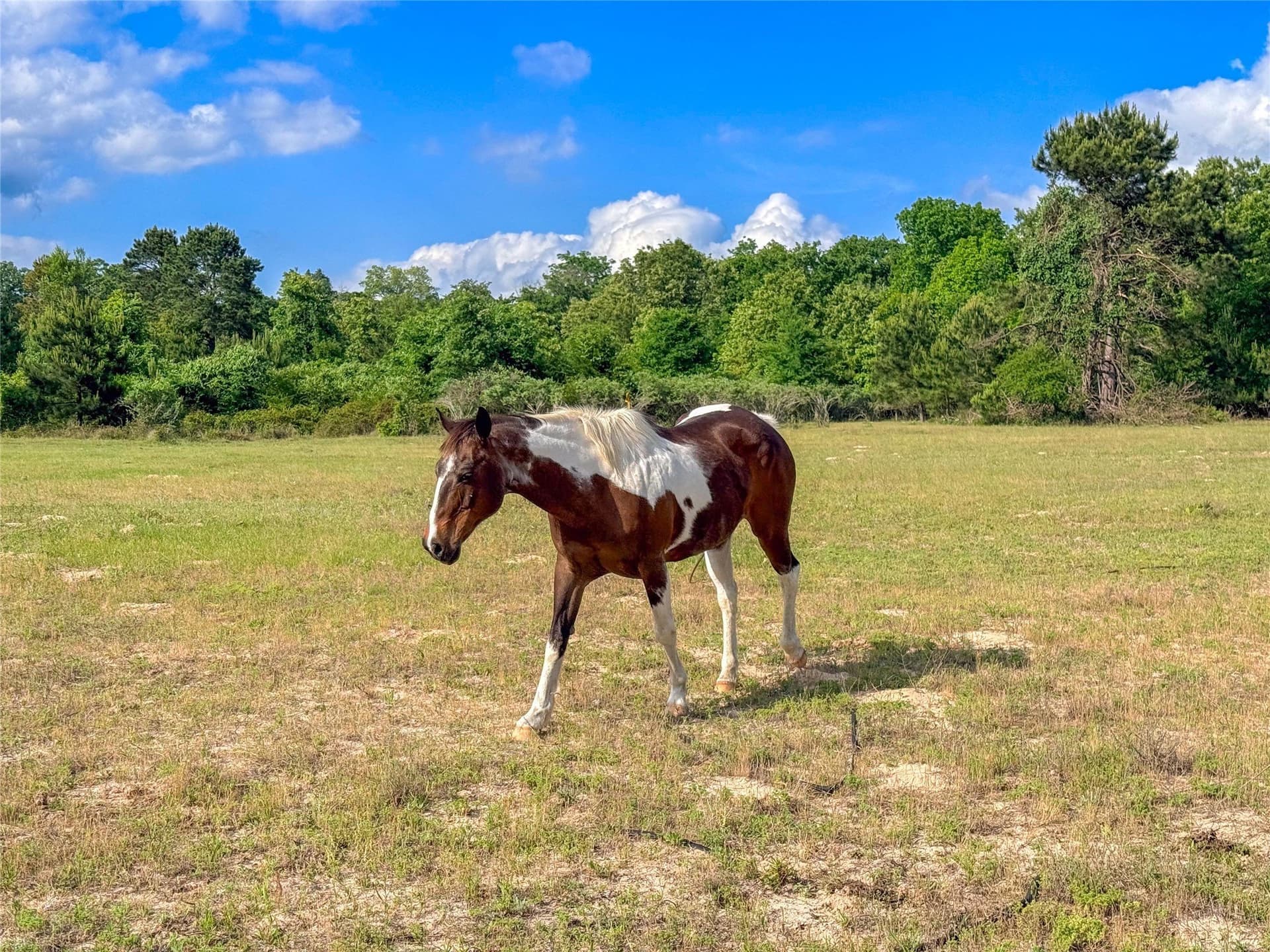 40 acres in Henderson County - photo 20