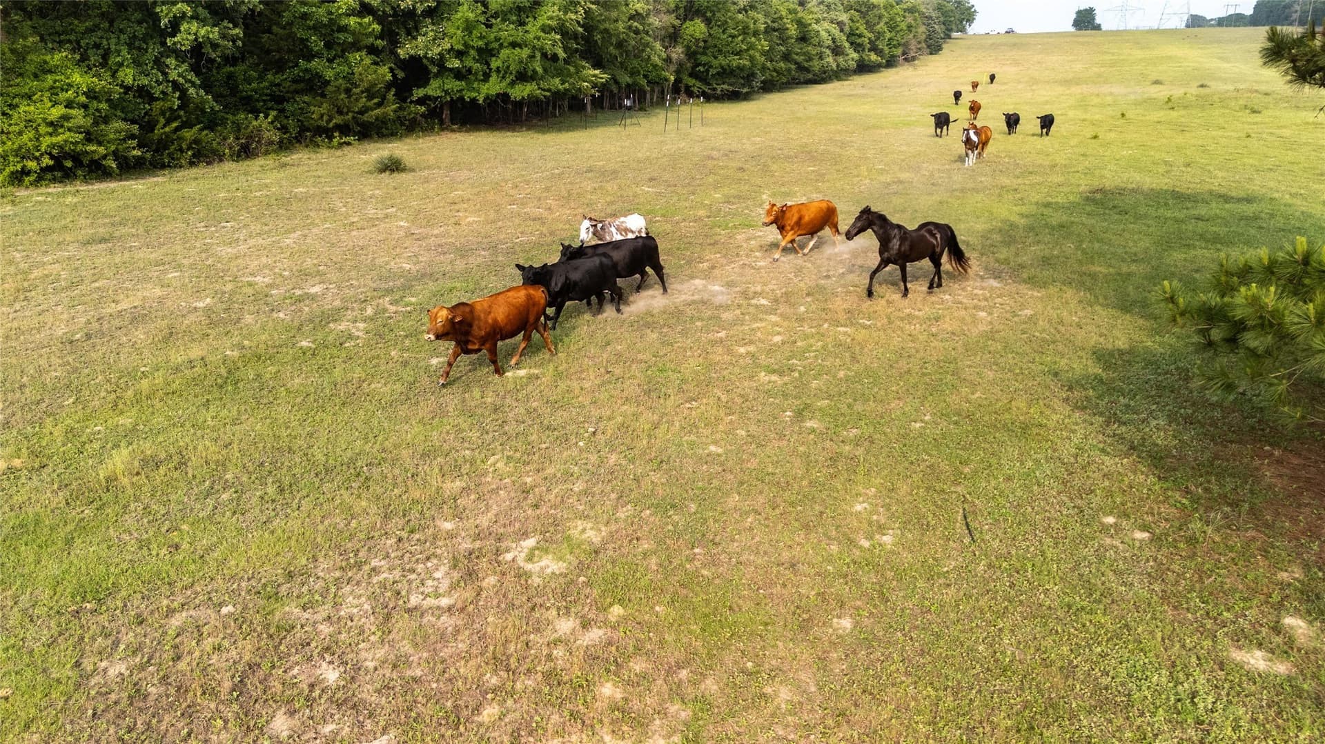40 acres in Henderson County - photo 14