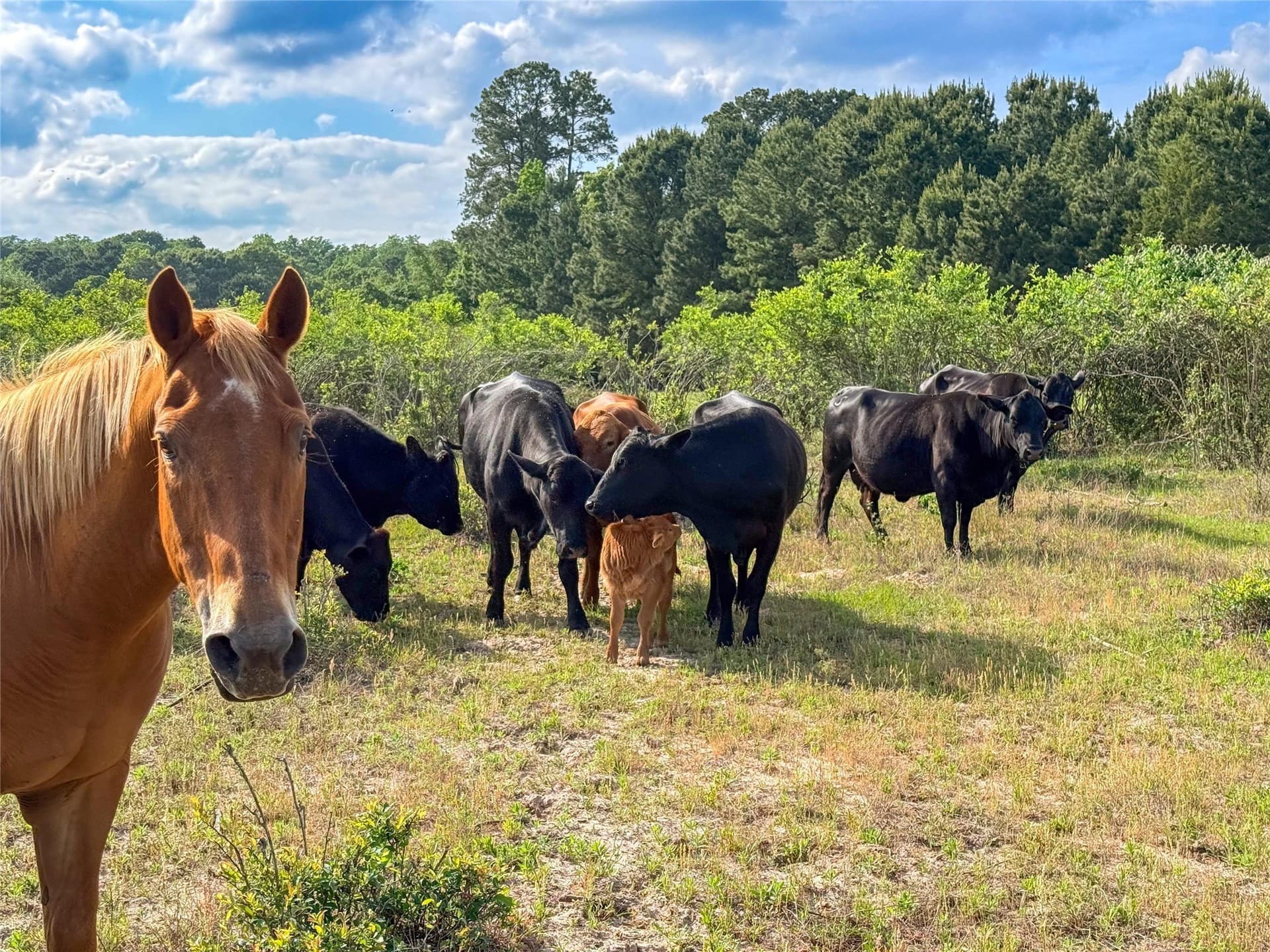 40 acres in Henderson County - photo 21