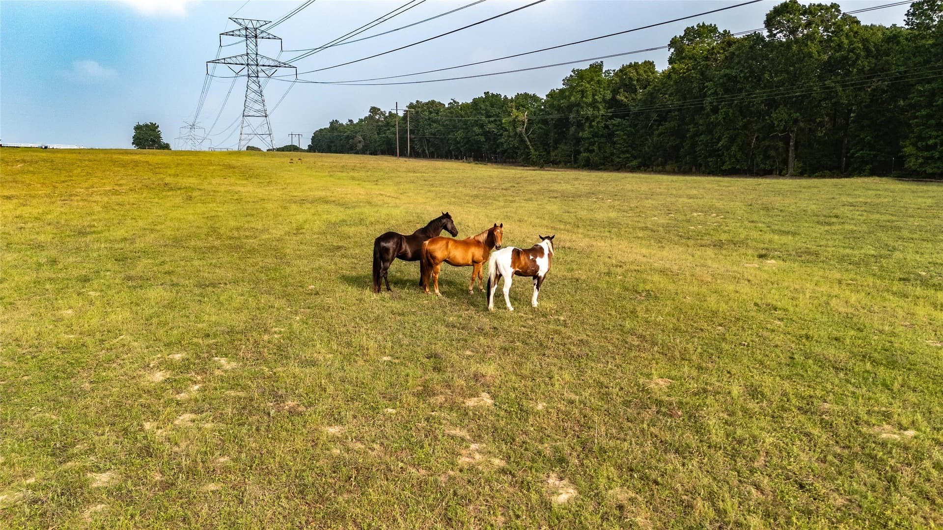 40 acres in Henderson County - photo 13
