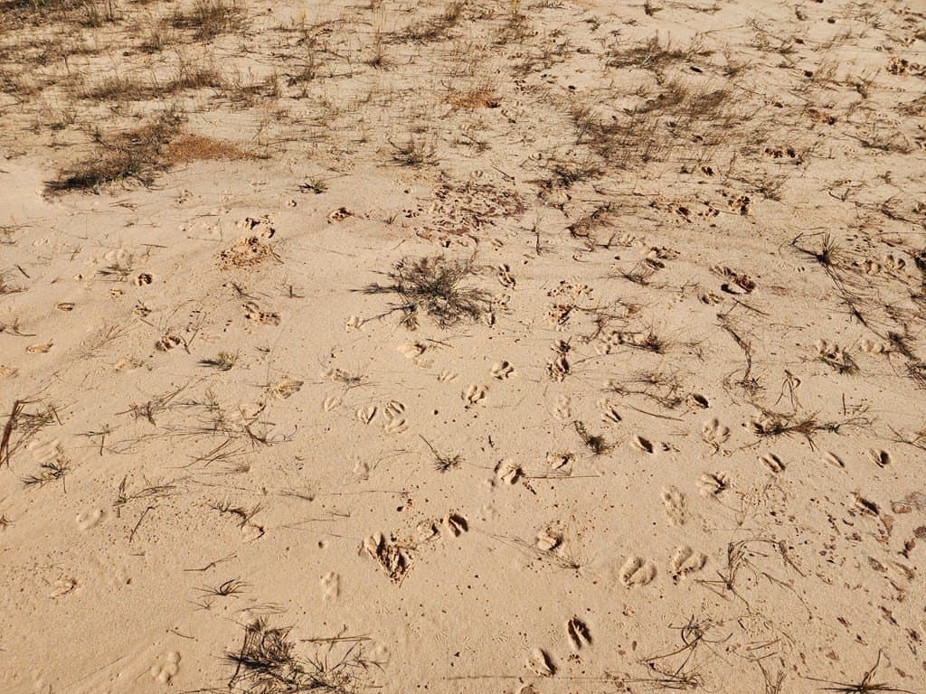 211.31 acres in Texas County featured view