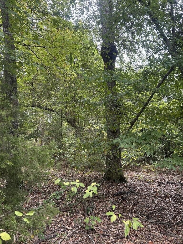 34.82 acres in Texas County - photo 7