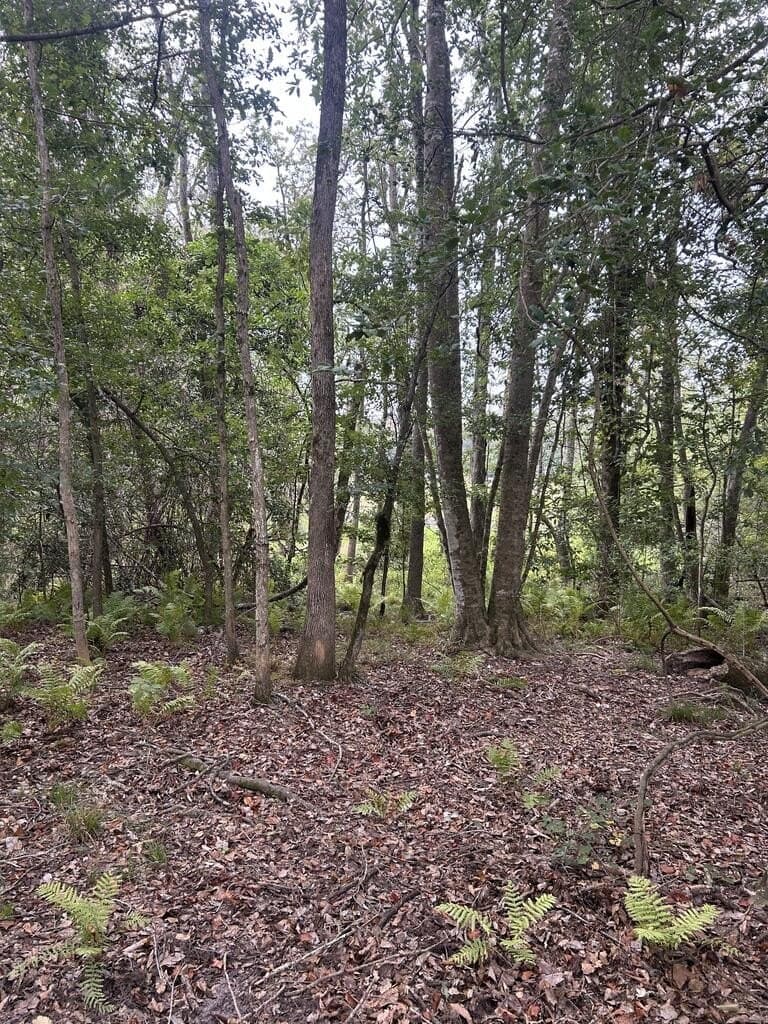 34.82 acres in Texas County - photo 5