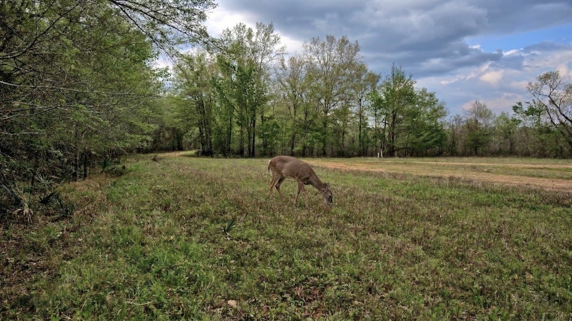 712 acres in Panola County - photo 35
