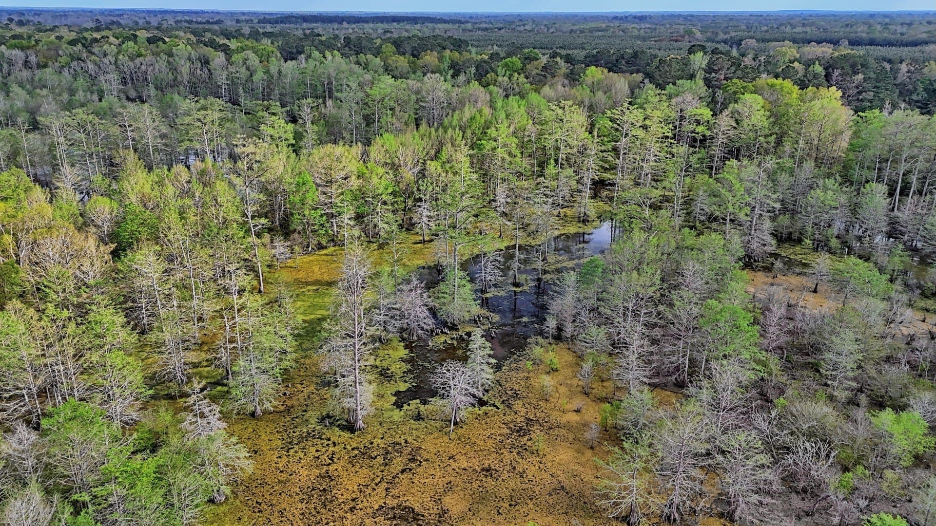 712 acres in Panola County - photo 21