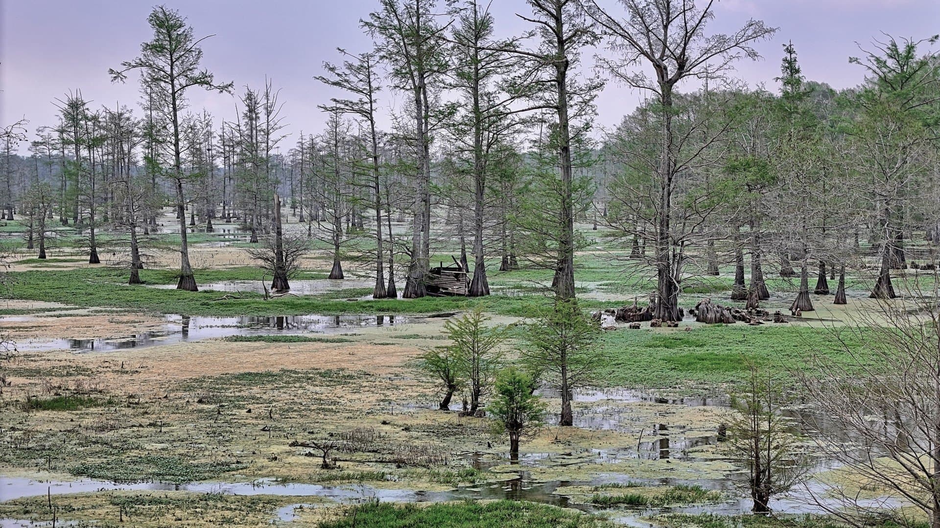 712 acres in Panola County - photo 24
