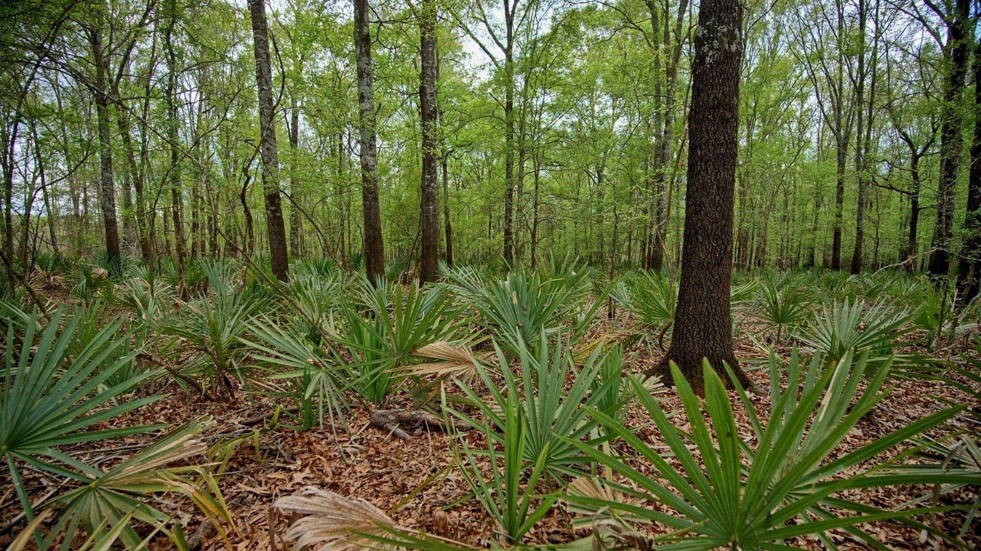712 acres in Panola County - photo 36