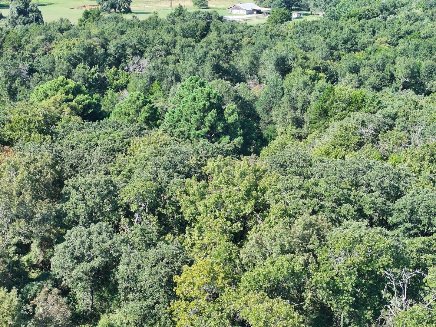 57 acres in Freestone County - photo 19