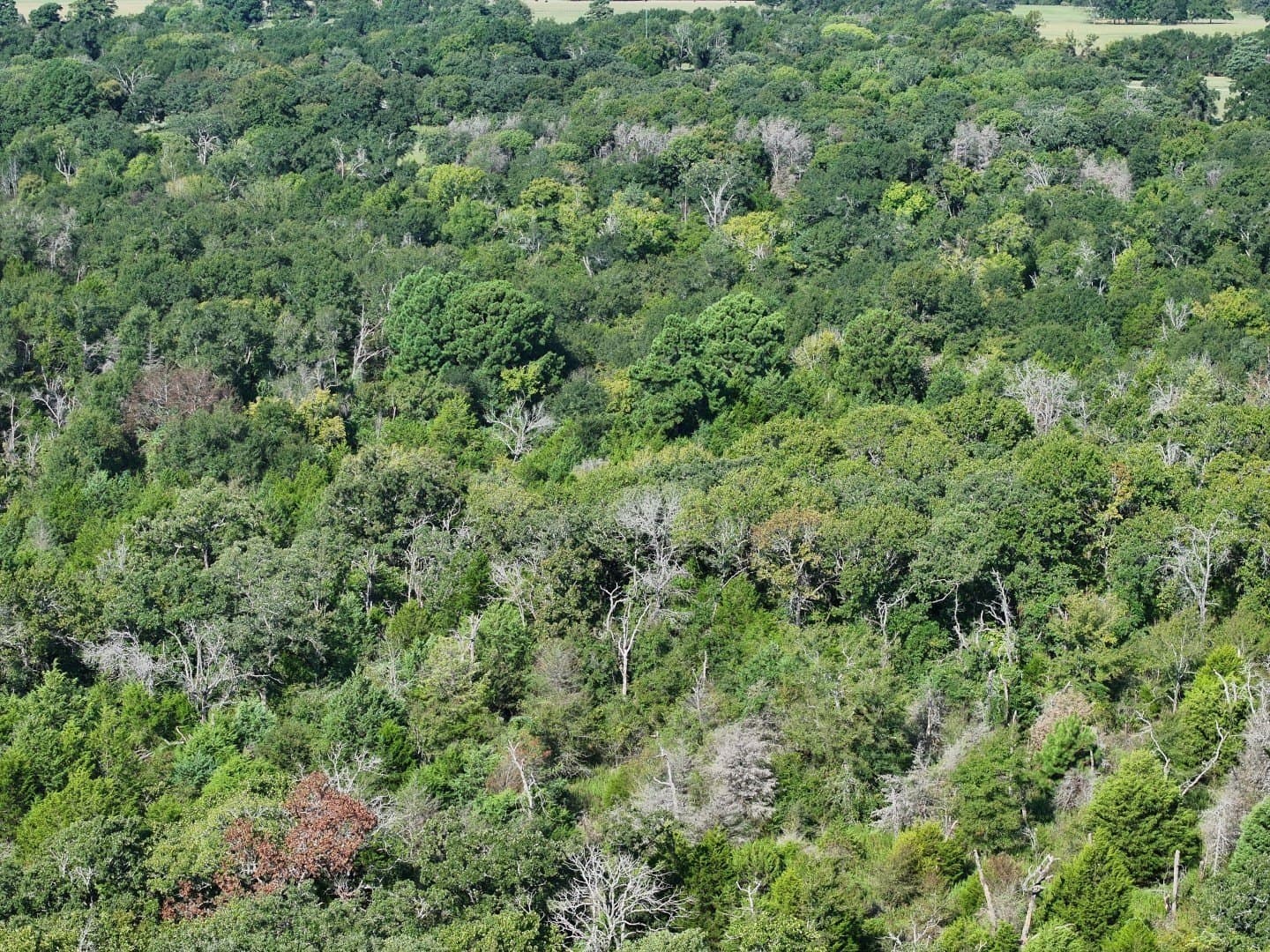 57 acres in Freestone County - photo 26