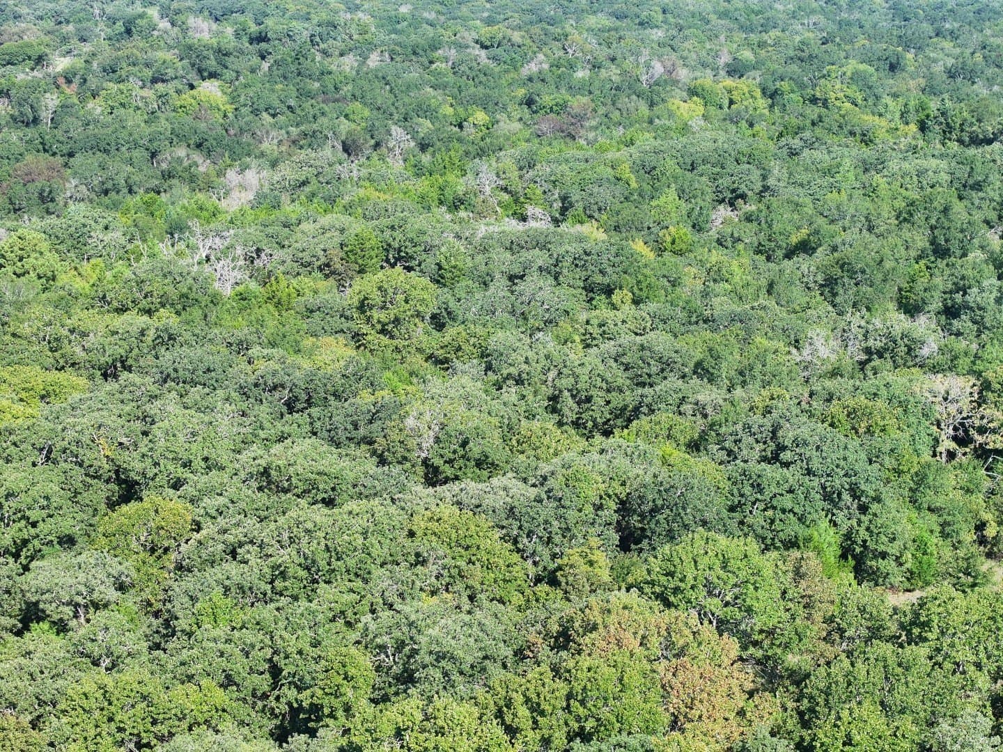 57 acres in Freestone County - photo 25