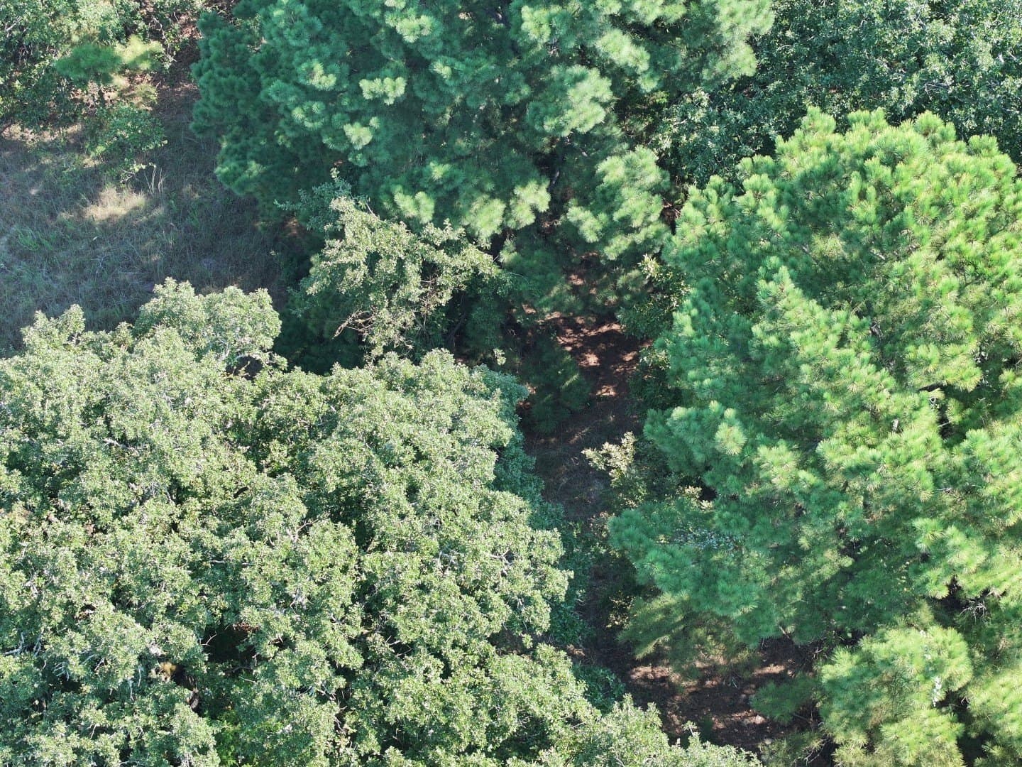 57 acres in Freestone County - photo 37