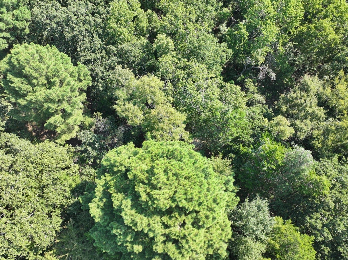 57 acres in Freestone County - photo 36