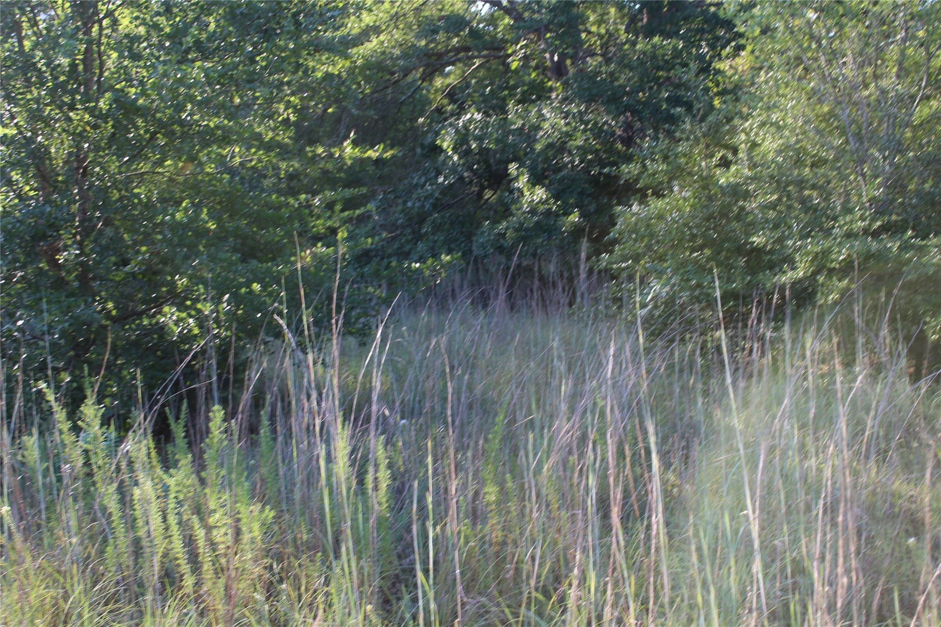 57 acres in Freestone County - photo 6