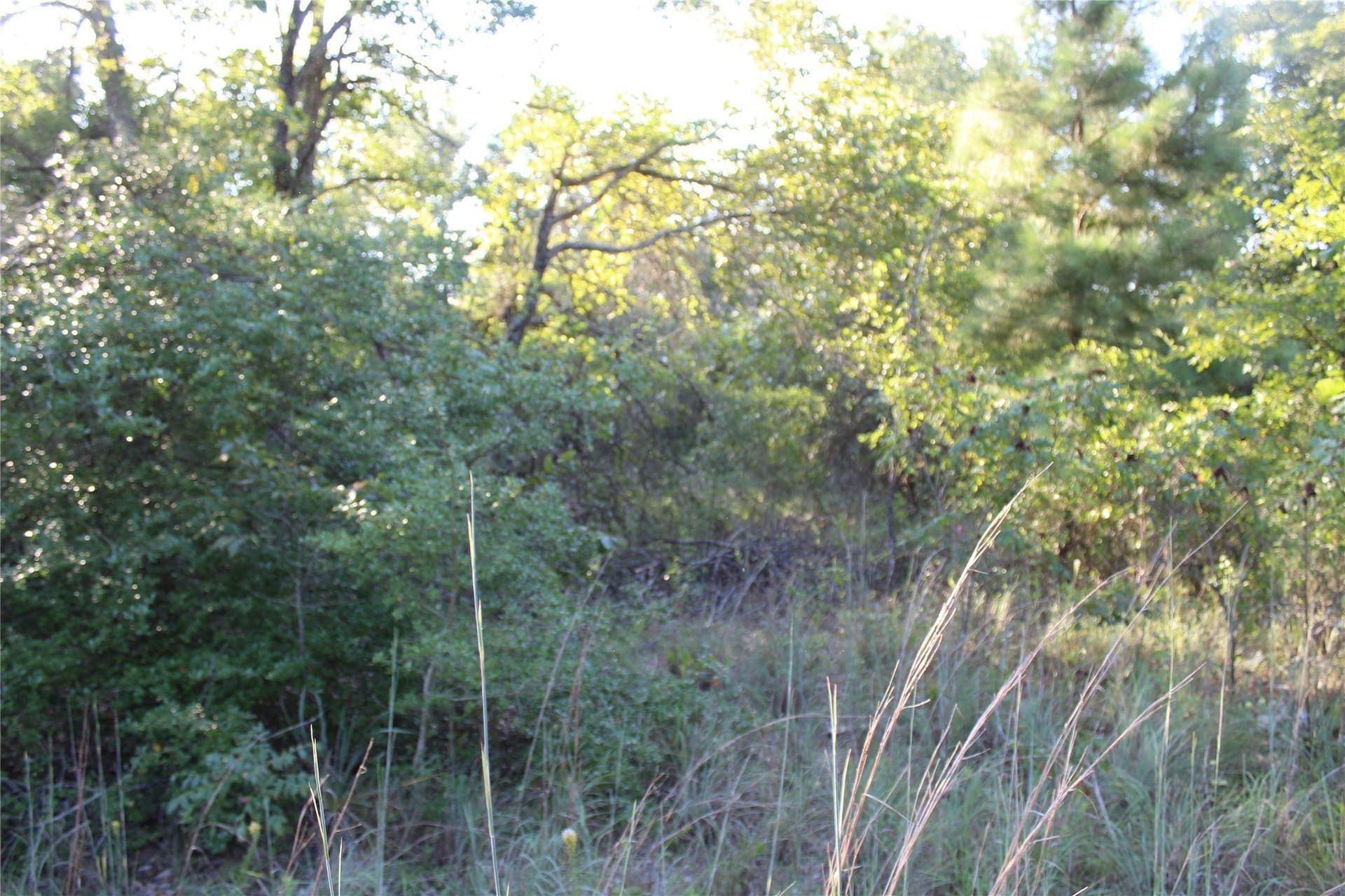 57 acres in Freestone County - photo 7