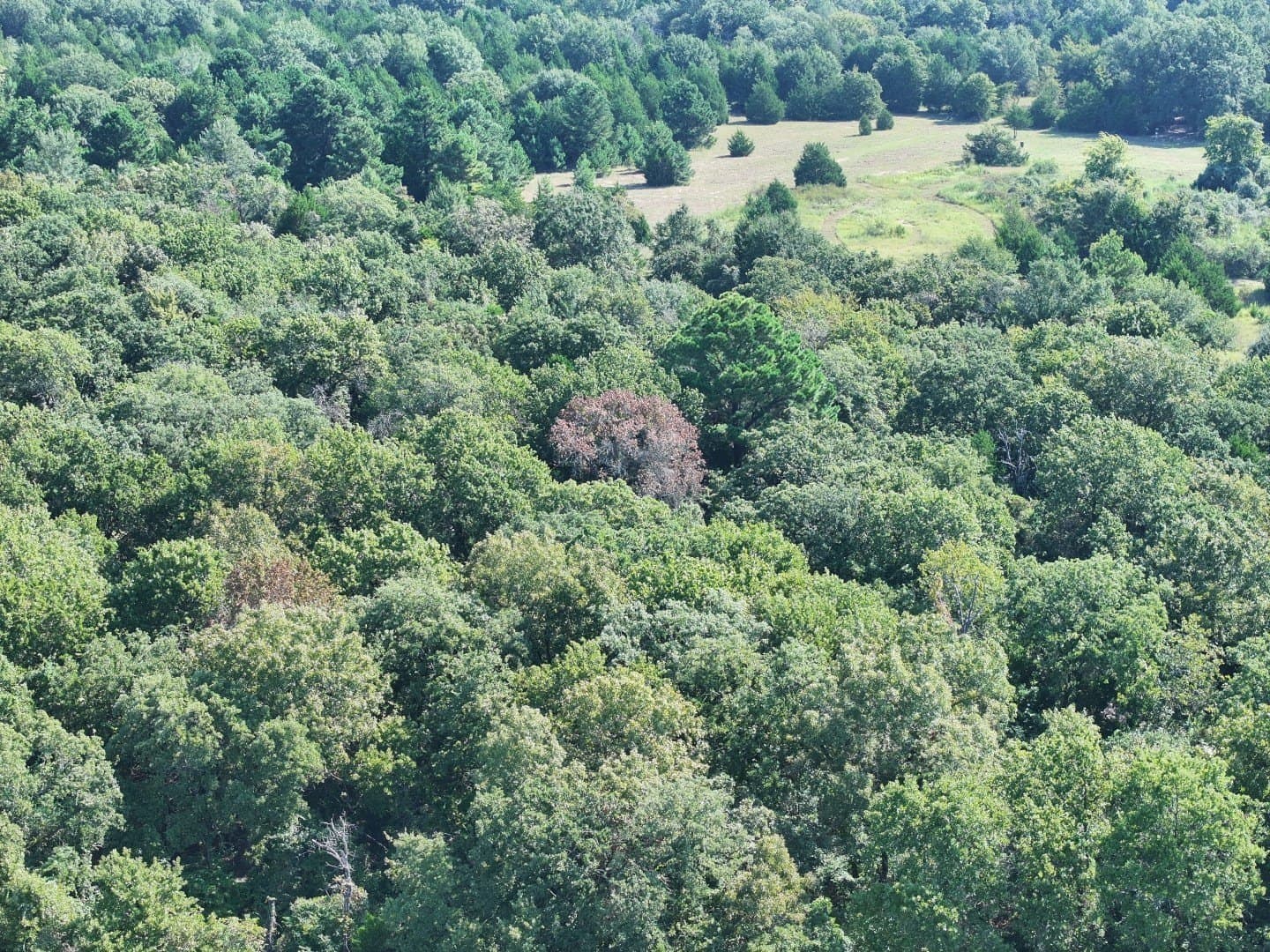 57 acres in Freestone County - photo 23