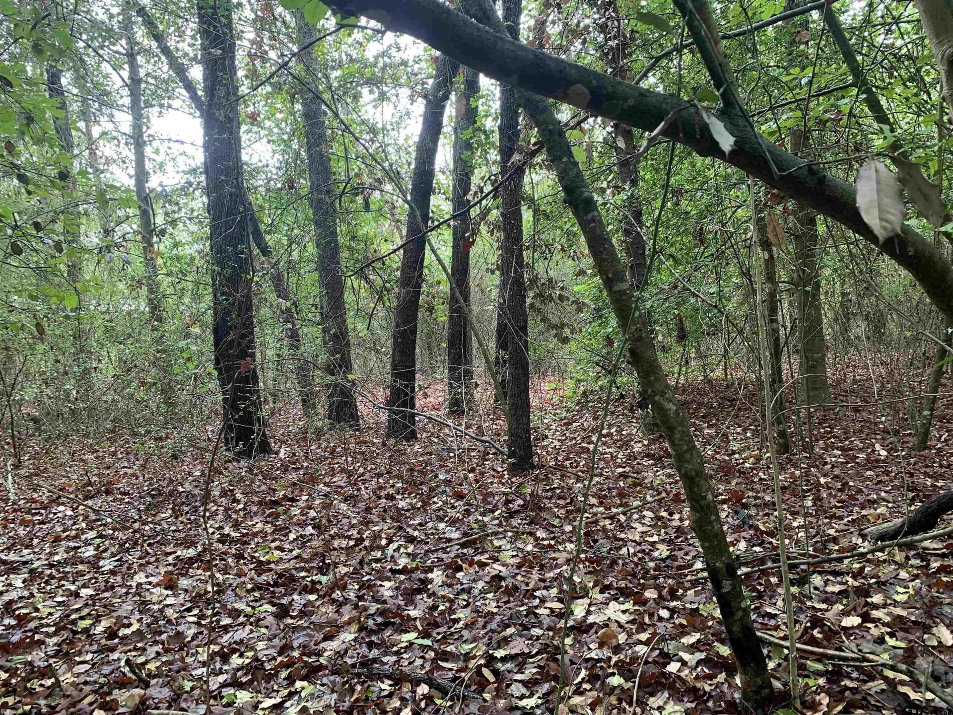 0 acres in Wood County - photo 13