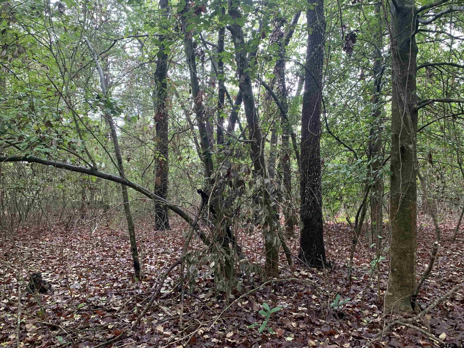 0 acres in Wood County - photo 14