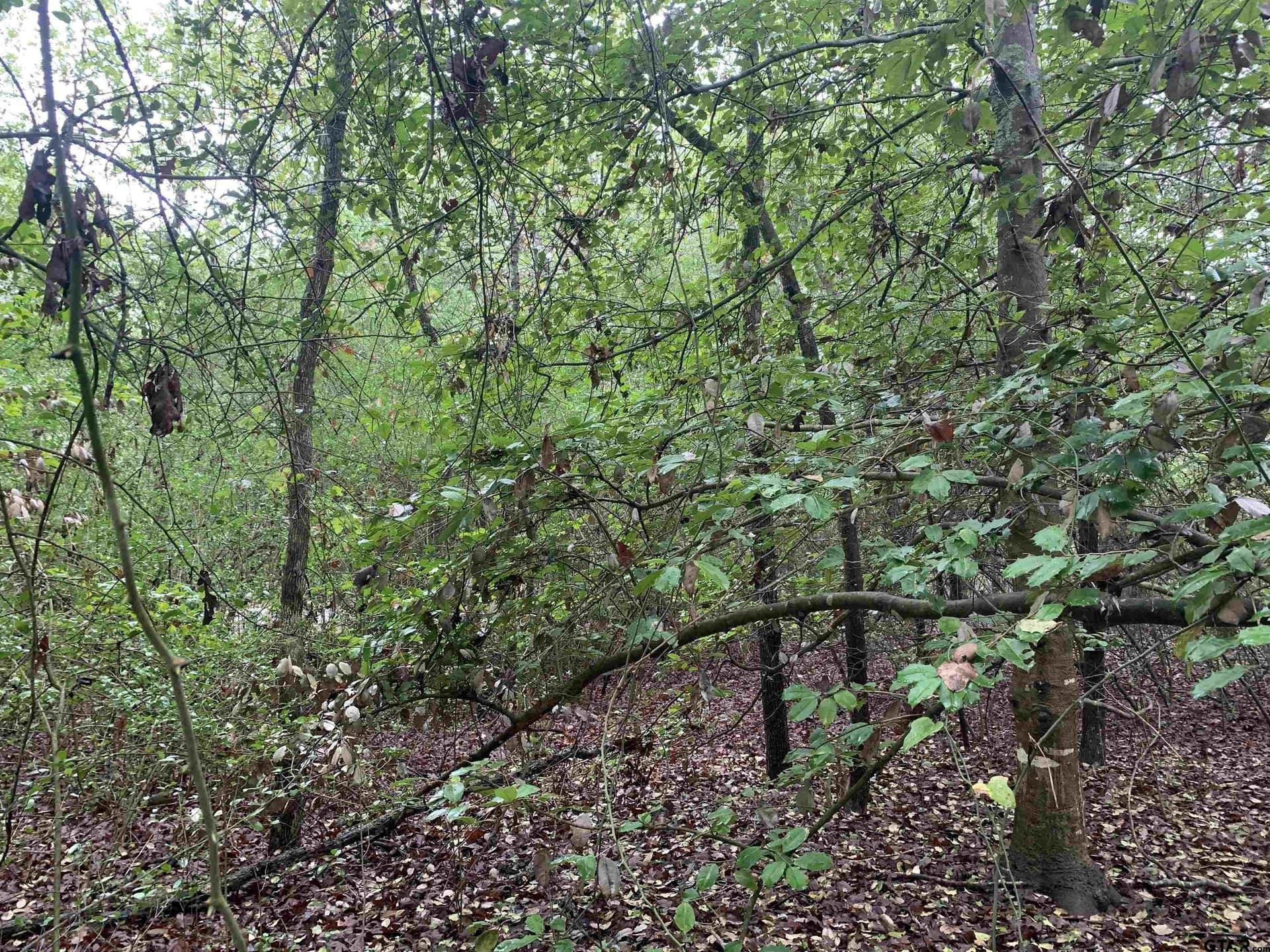 0 acres in Wood County - photo 8