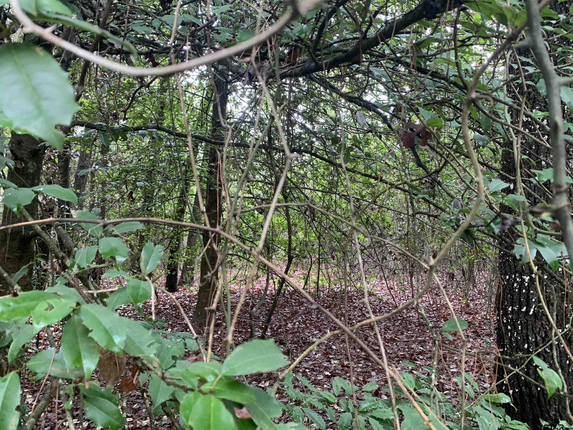 0 acres in Wood County - photo 10