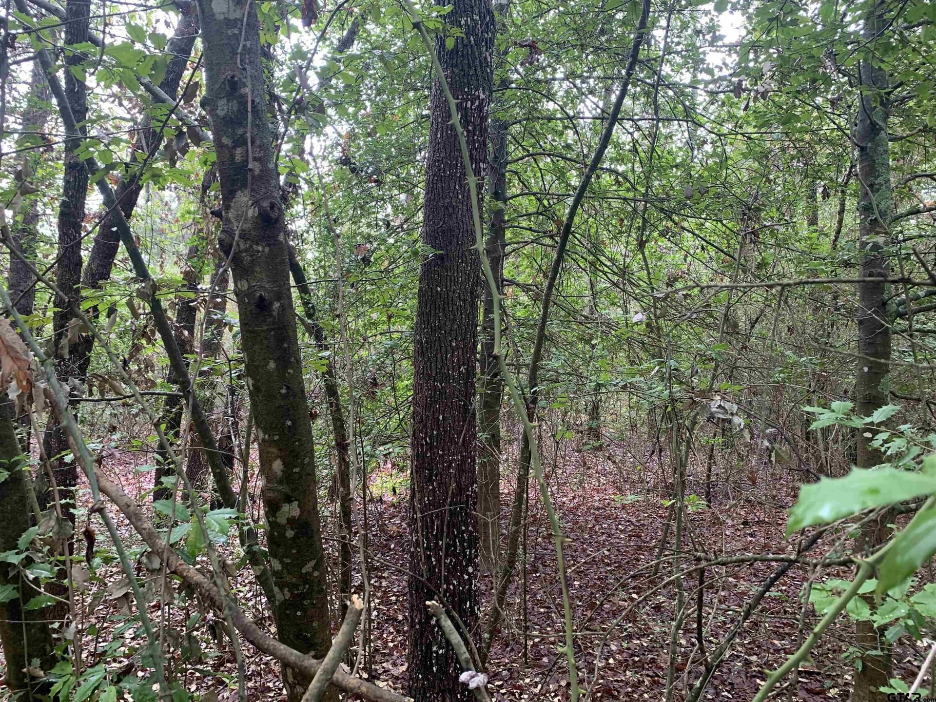 0 acres in Wood County - photo 12