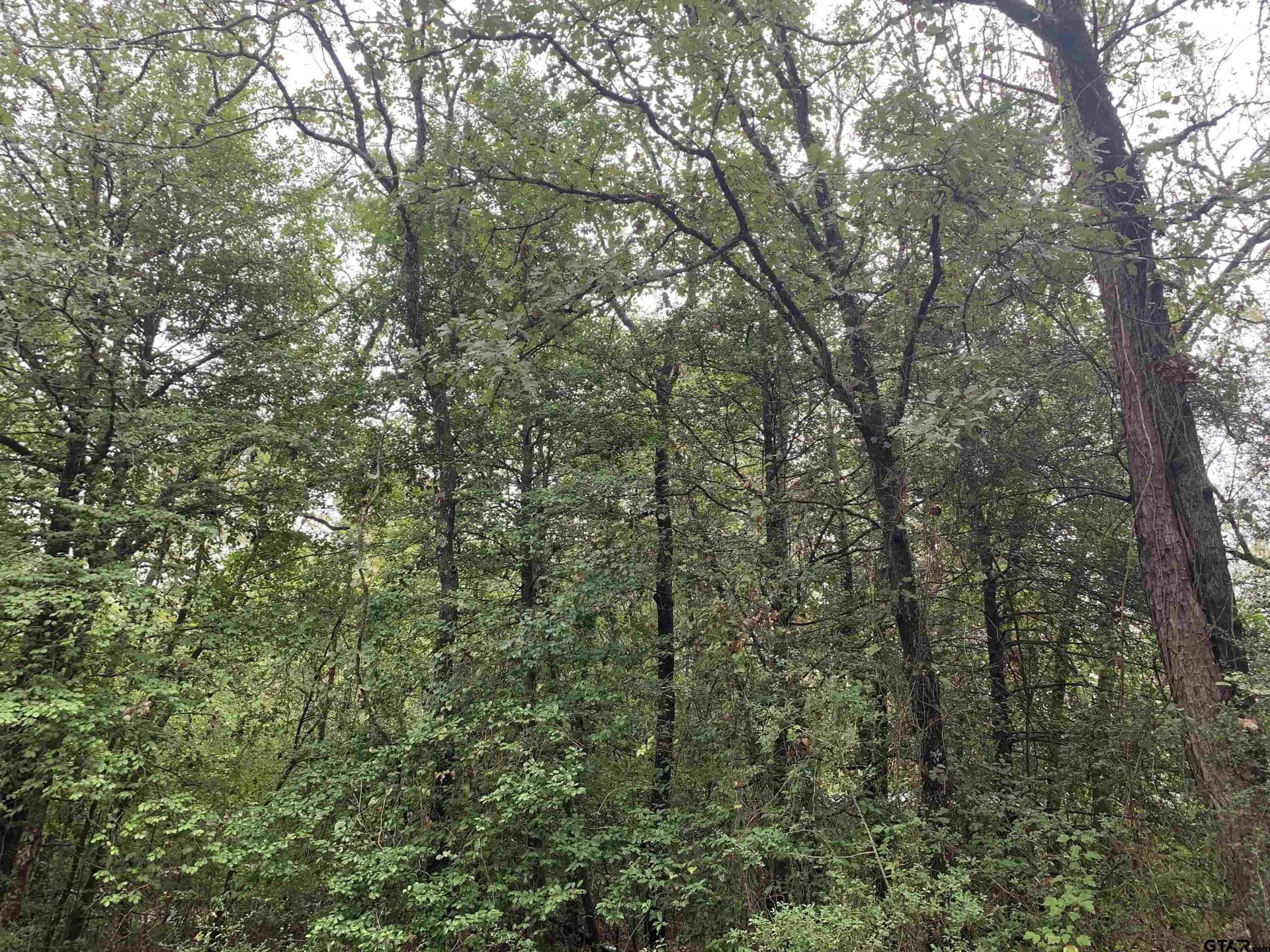 0 acres in Wood County - photo 11