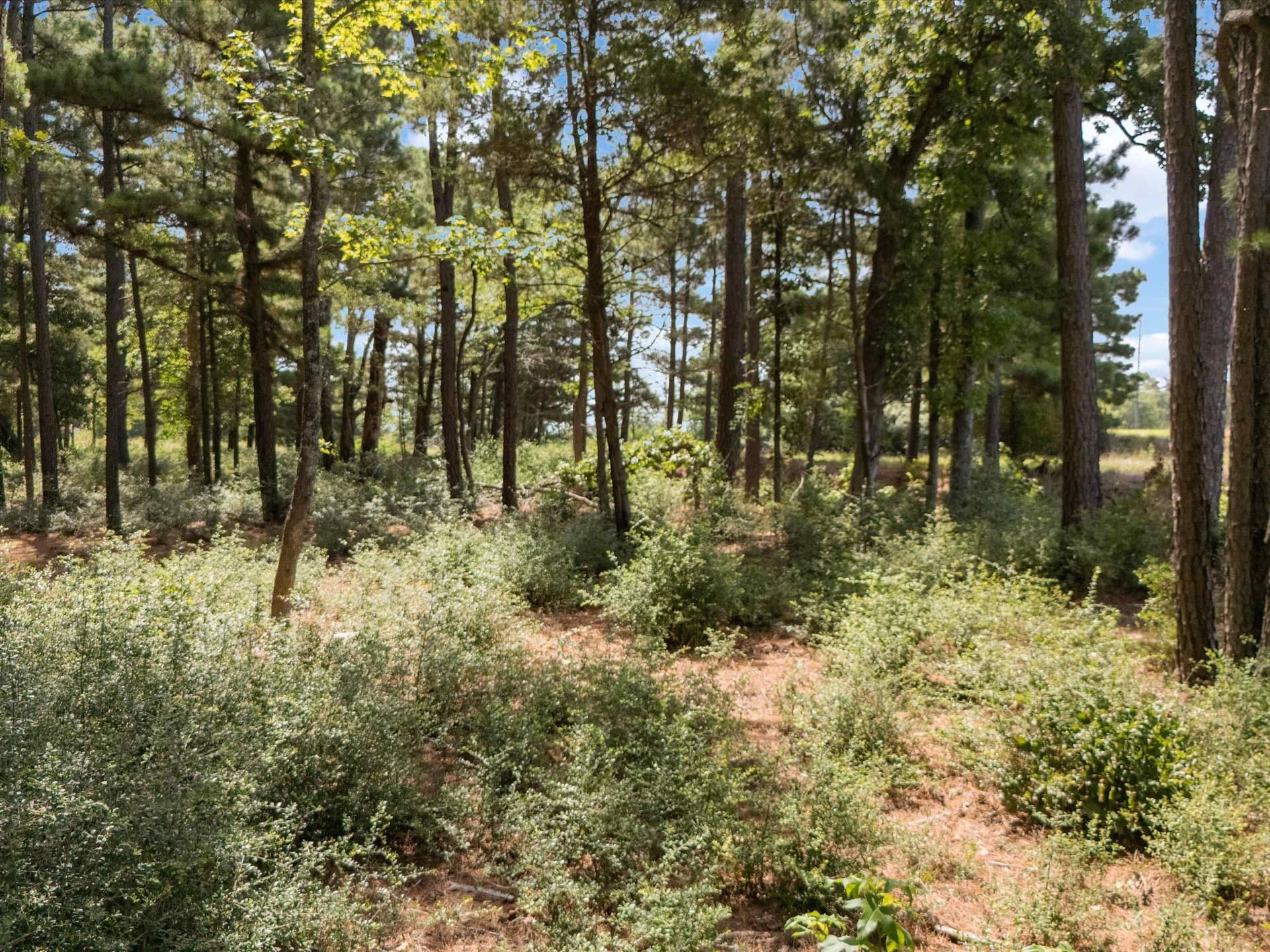 5.5 acres in Upshur County - photo 11