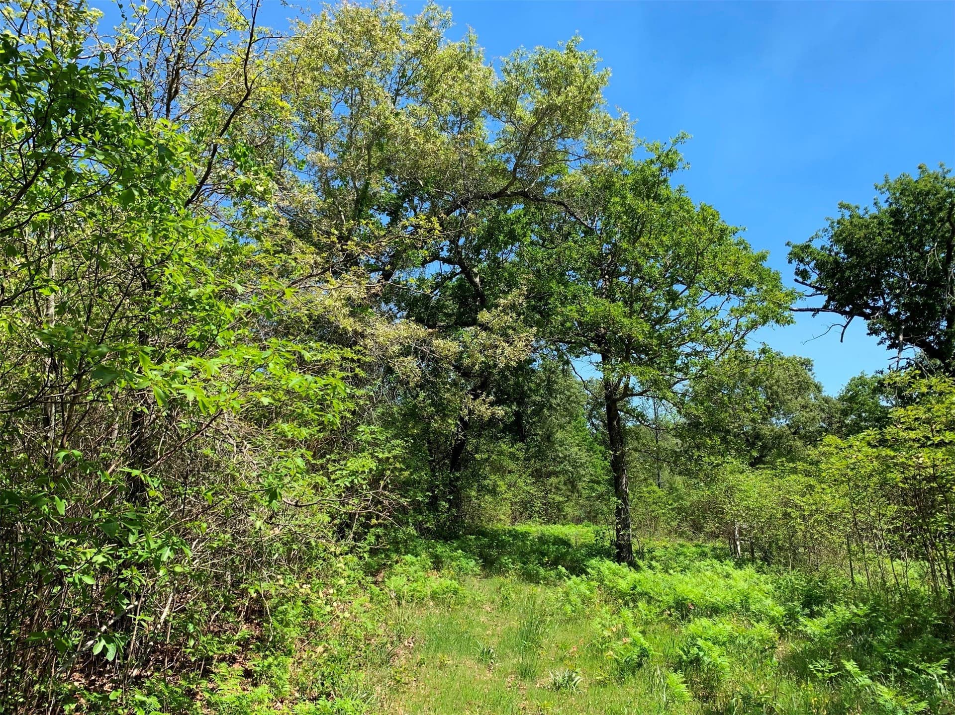 42.53 acres in Henderson County - photo 19
