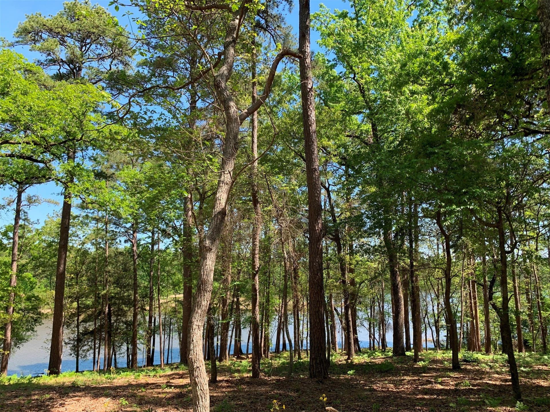 42.53 acres in Henderson County - photo 18