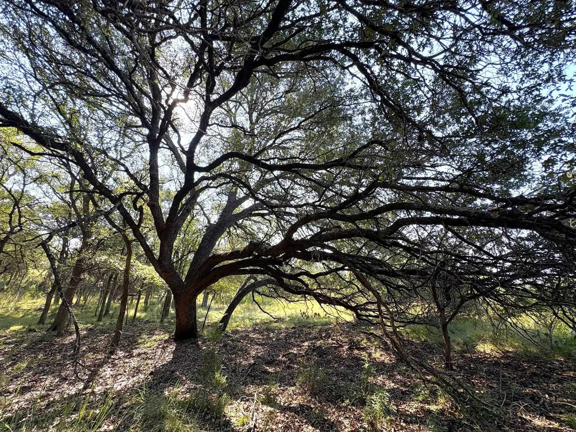 5.99 acres in Llano County - photo 12
