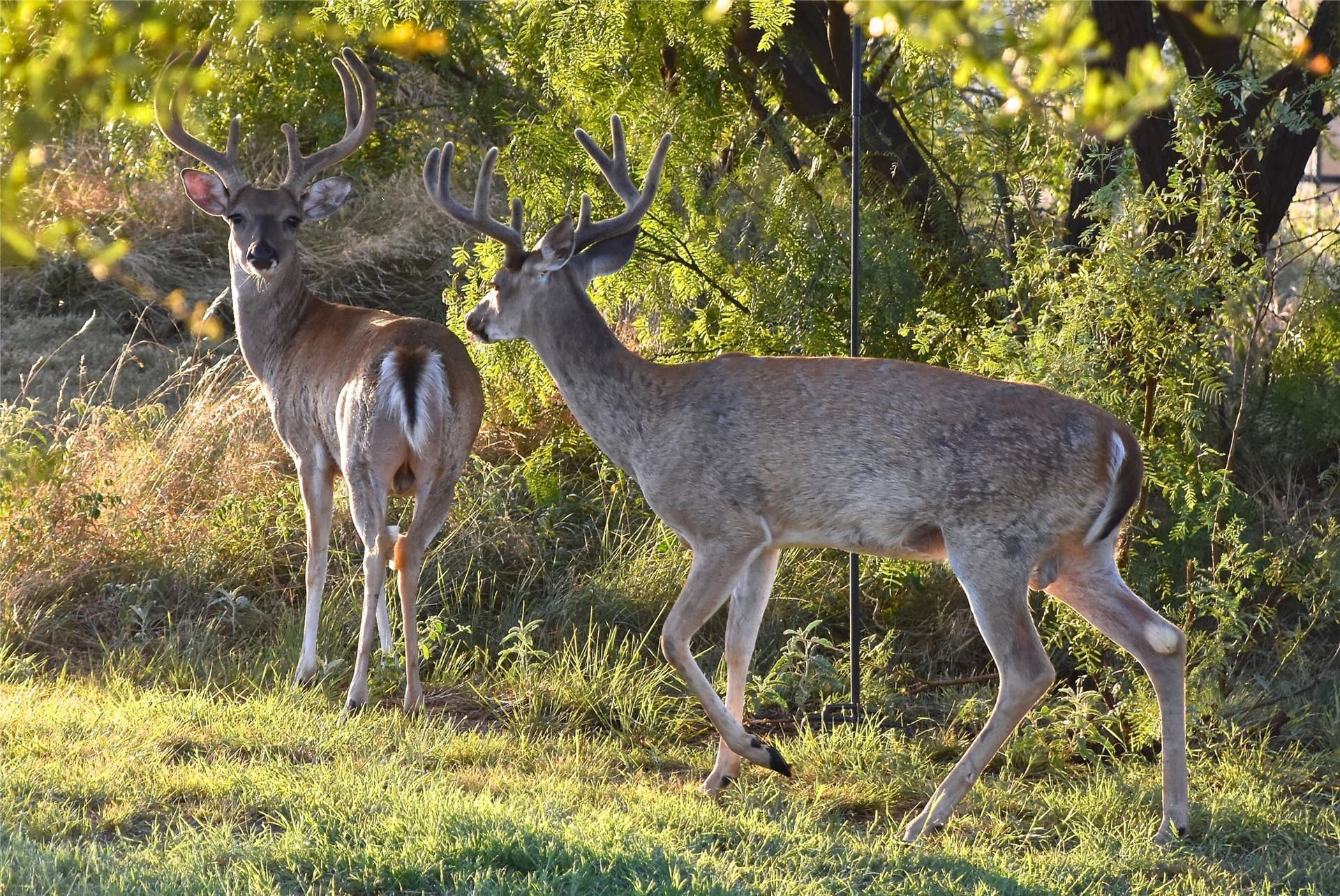 2.01 acres in Palo Pinto County - photo 6