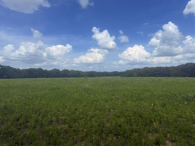 162 acres in Henderson County - photo 23