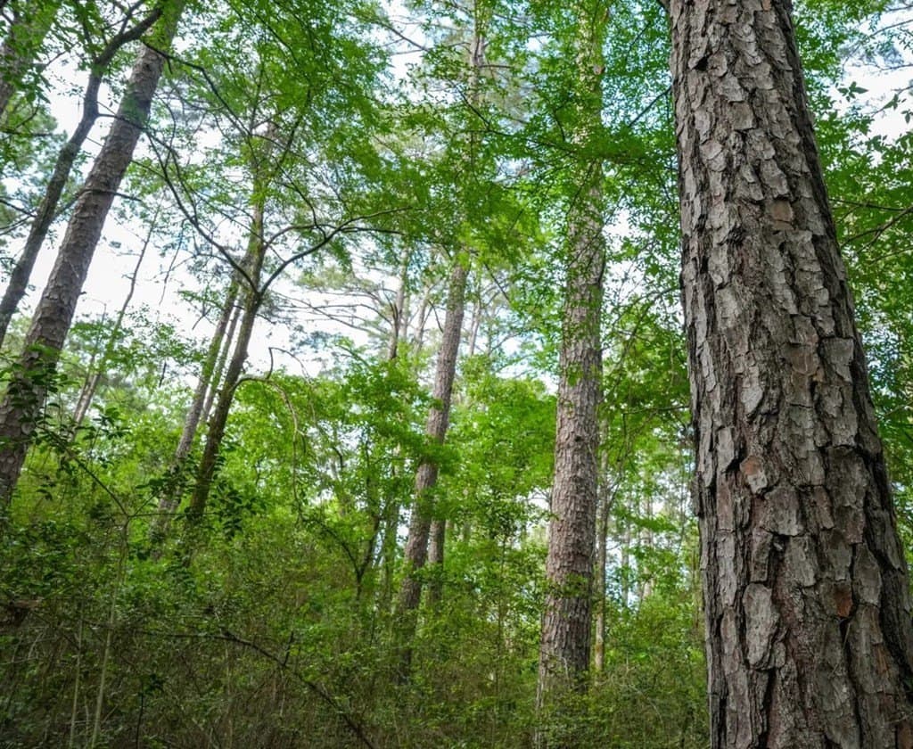 6.1 acres in Texas County - photo 2