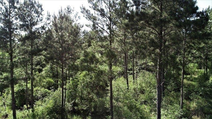 421.95 acres in Texas County gallery image 4